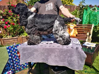 Cocker Spaniel dogs Show cocker spaniel stud dog in Leven - Advert 3