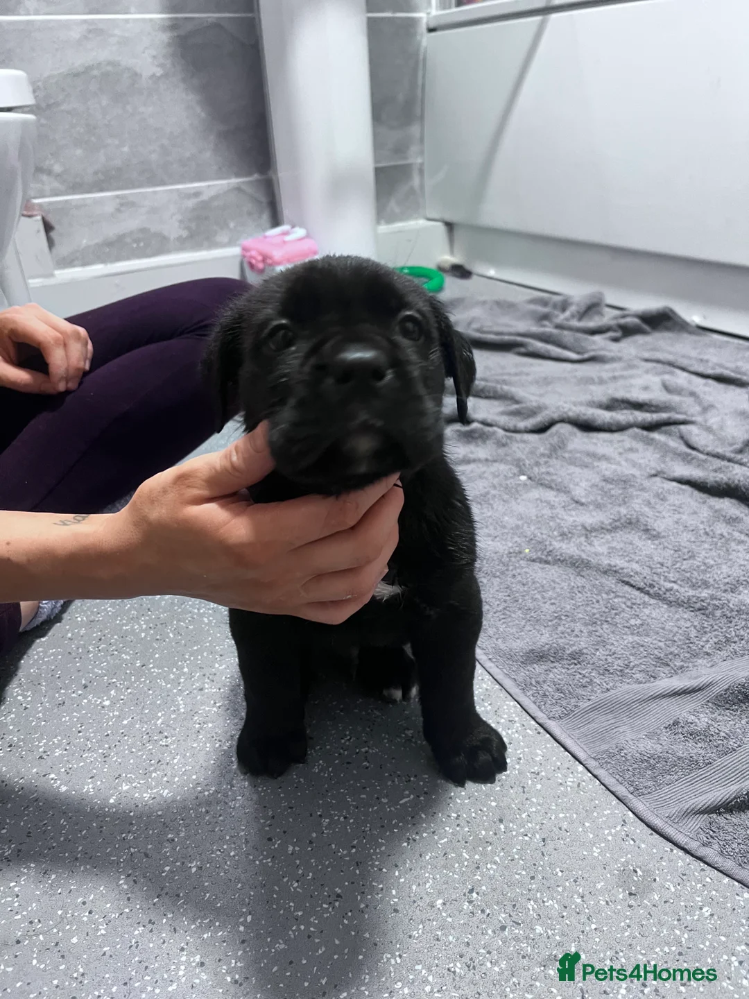 Cane Corso dogs for sale: Cane corsos full pedigree only 4 left - Advert 8