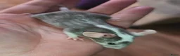 Mouse rodents for sale: Beautiful female mice in many colours  - Advert 3