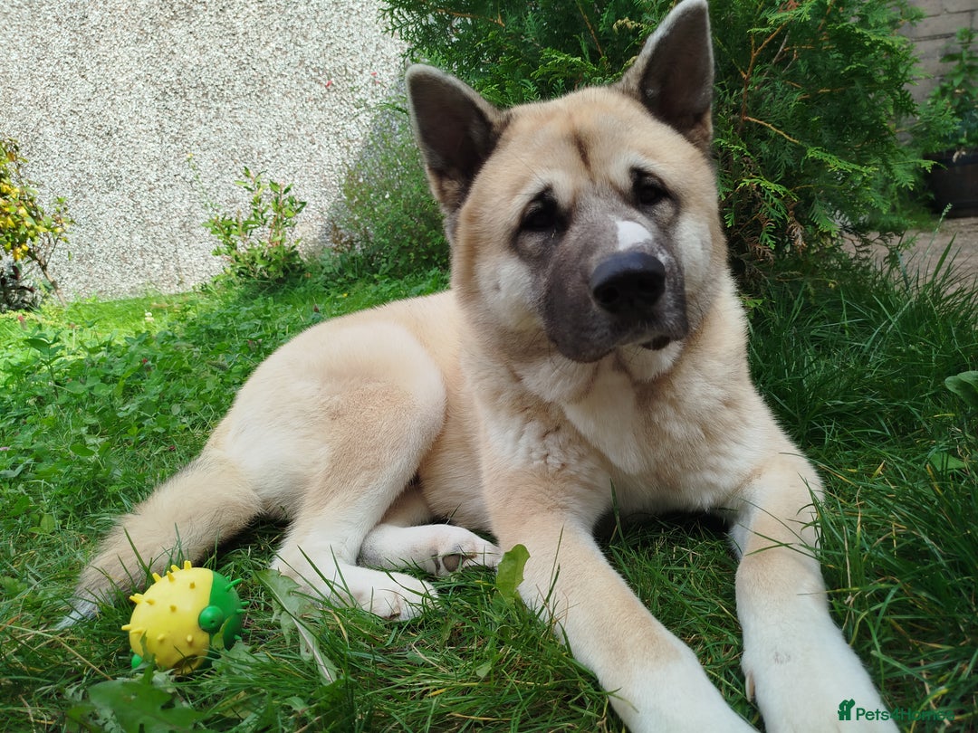 Akita dogs for stud: Male Akita for stud in Caerphilly/Cardiff  in Caerphilly - Image 2