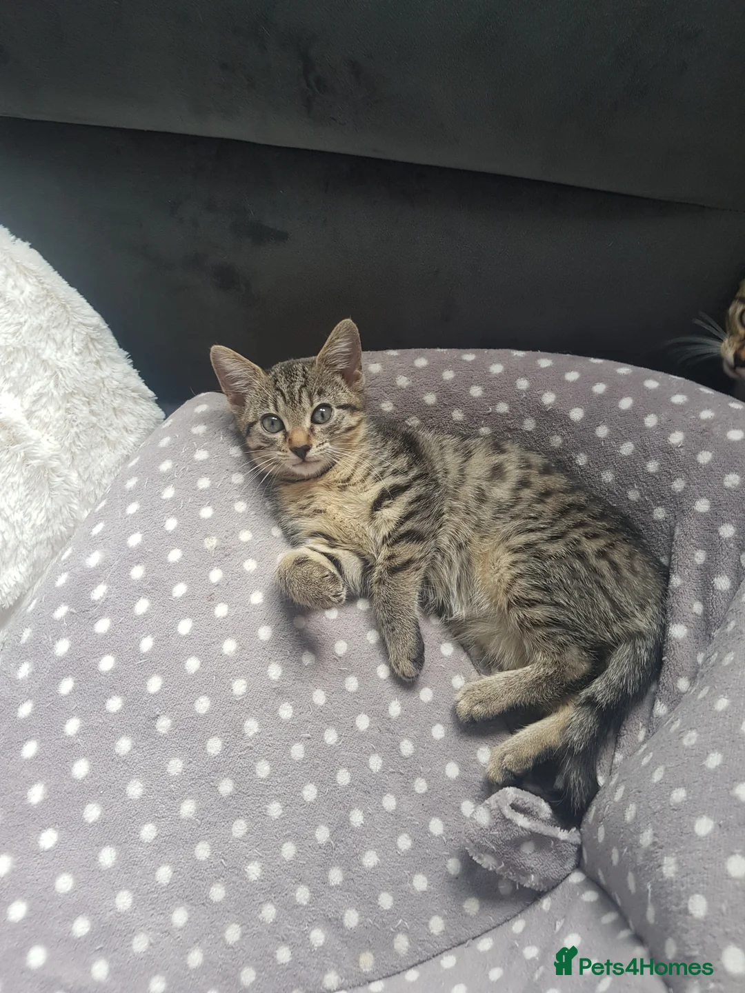 European cats for sale: Beautiful Female Kittens Looking for Loving Homes  - Advert 8
