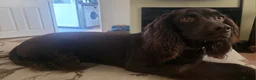 Cocker Spaniel dogs for sale: Our 2 cocker spaniel boys - Advert 11