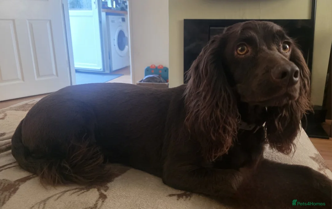 Cocker Spaniel dogs for sale: Our 2 cocker spaniel boys - Advert 11