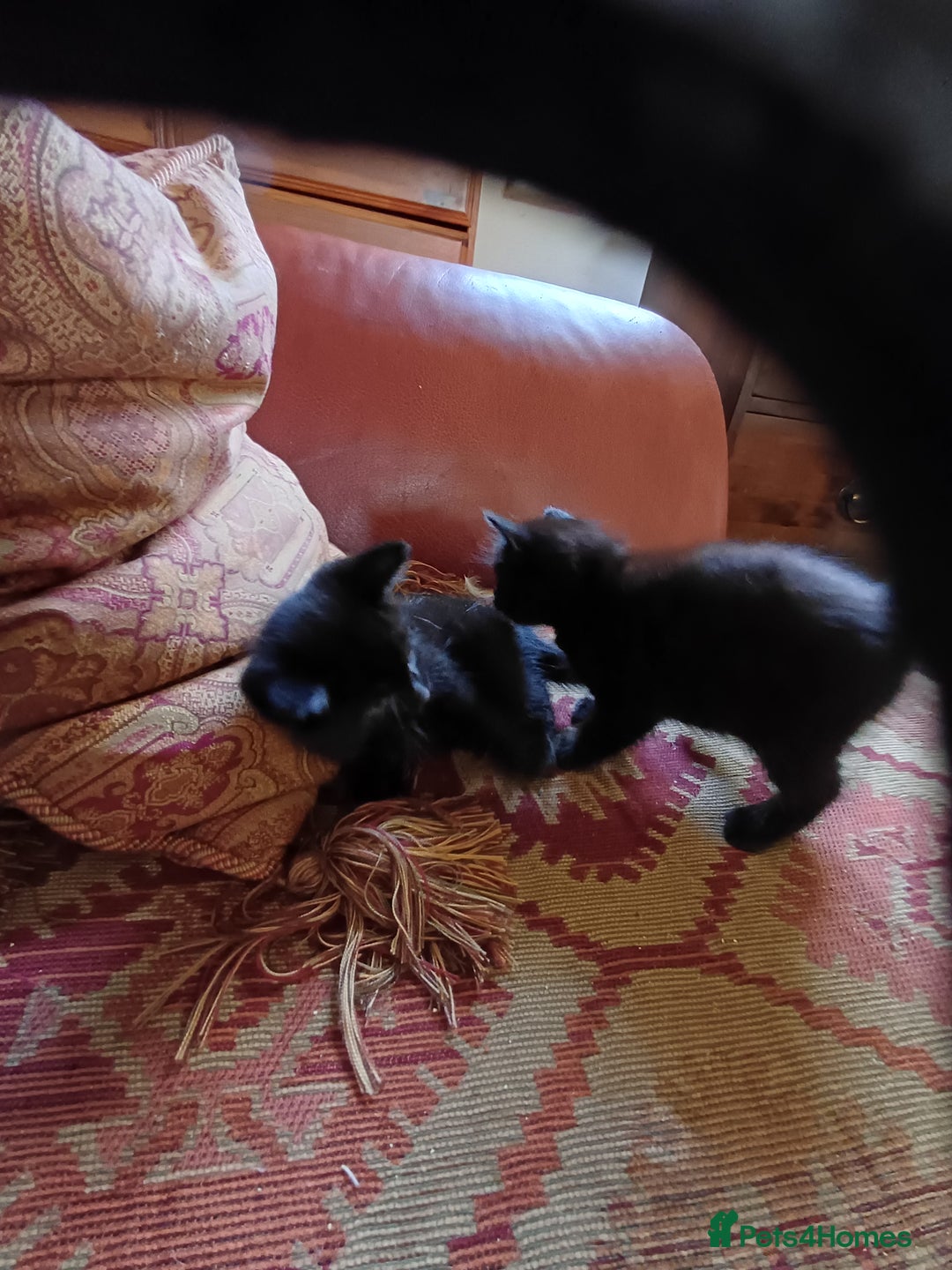 European cats for sale: 2 Adorable Kittens for new homes - Image 3