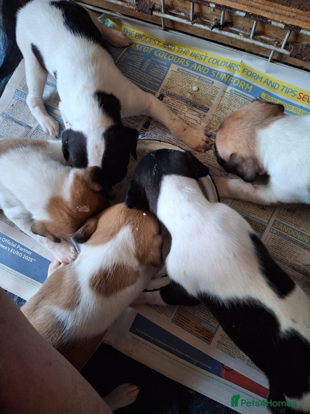 Whippet dogs for sale: KC Particolour Whippet Puppies - Image 9