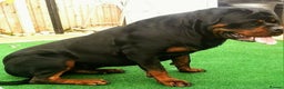 Rottweiler dogs for sale: MASSIVE ROTTWEILER PUPPIES  - Advert 16