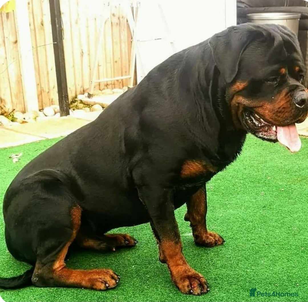Rottweiler dogs for sale: MASSIVE ROTTWEILER PUPPIES  - Advert 16