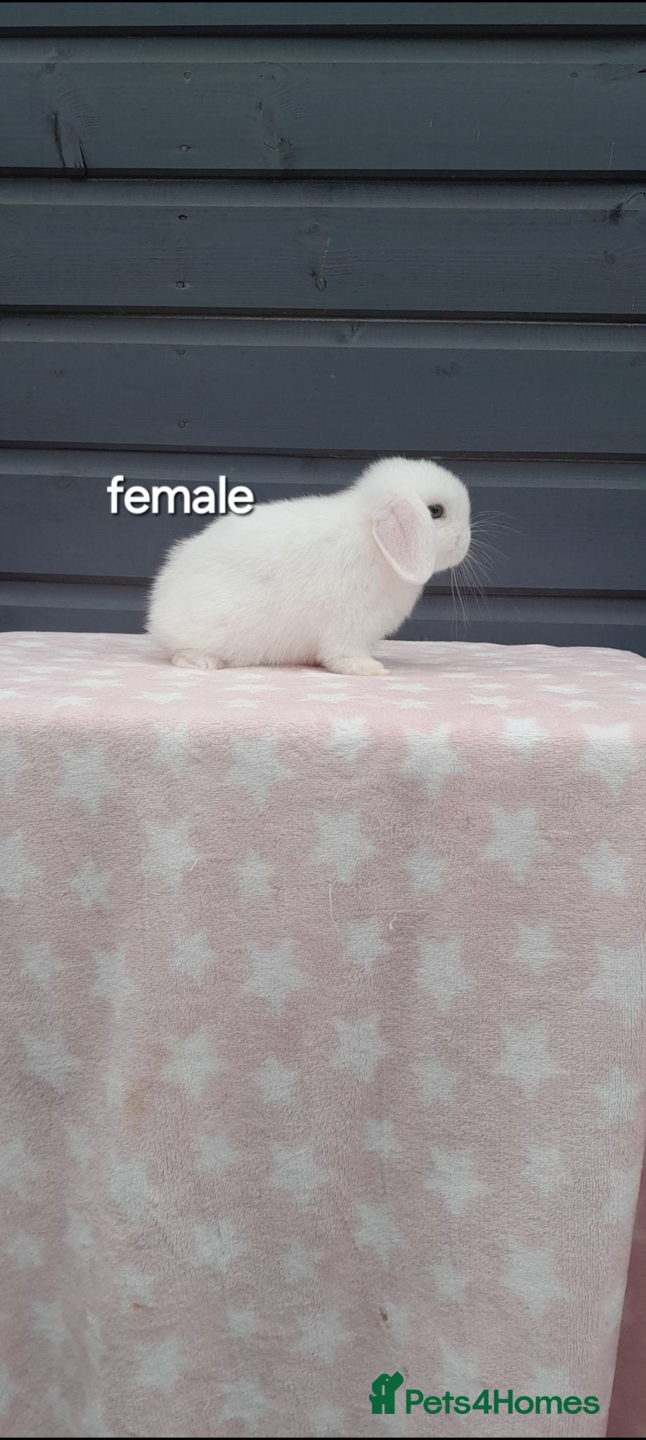 Mini Lop rabbits Purebred mini lops. Ready to leave last one - Advert 1