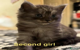 Maine Coon cats for sale: Beautiful mine cross kittens  - Image 3