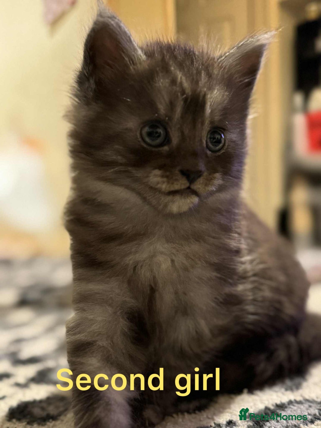 Maine Coon cats for sale: Beautiful mine cross kittens  - Image 3