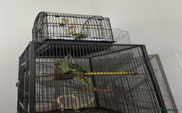 Parrots birds for sale: Alexandrian parrot  - Image 2