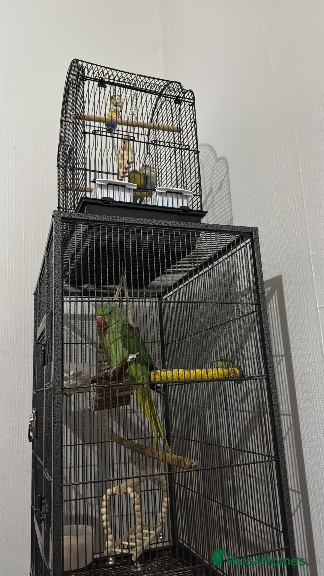 Parrots birds for sale: Alexandrian parrot  - Image 2