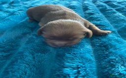 Cavalier King Charles Spaniel dogs for sale: 4 beautiful chunky puppies. 4 days old - Image 12