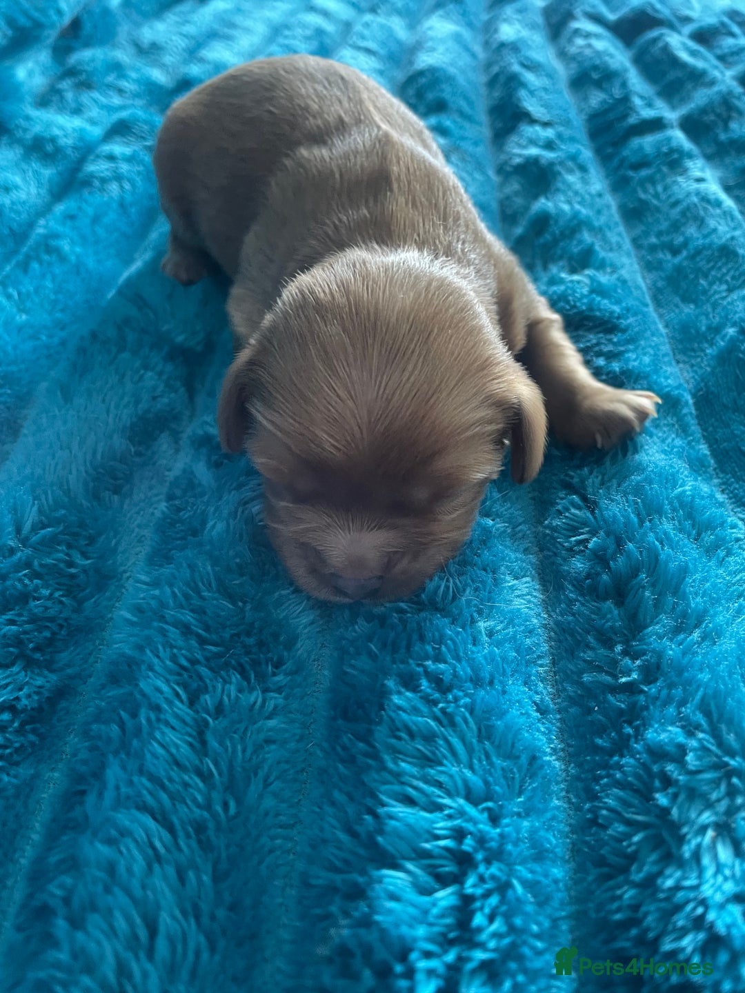 Cavalier King Charles Spaniel dogs for sale: 4 beautiful chunky puppies. 4 days old - Image 12