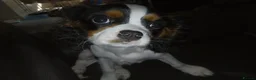 Cavalier King Charles Spaniel dogs for sale: Male Puppy for sale - Advert 10