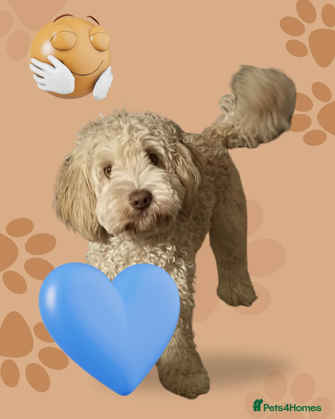 Australian Labradoodle dogs for sale: Tiny Tails, Big Hearts Australian labradoodles  - Advert 5