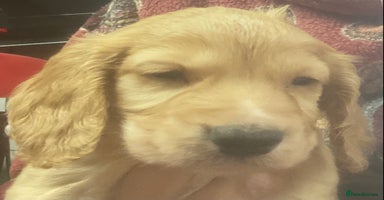 Cocker Spaniel dogs - Advert 2