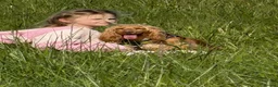 Cocker Spaniel dogs for sale: 🐾 SHOW COCKER SPANIEL PUPPIES FORSALE 🐾  in Wisbech - Advert 9