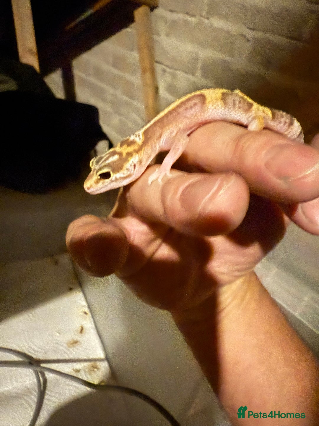 Leopard Gecko reptiles for sale: Baby Leopard geckos - Advert 4