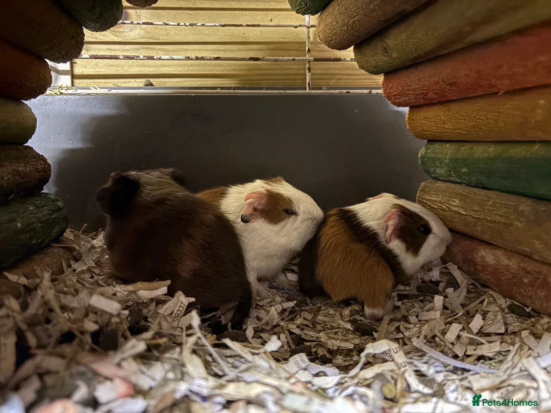 Guinea Pig rodents for sale: Beautiful baby Guinea pigs  - Advert 2