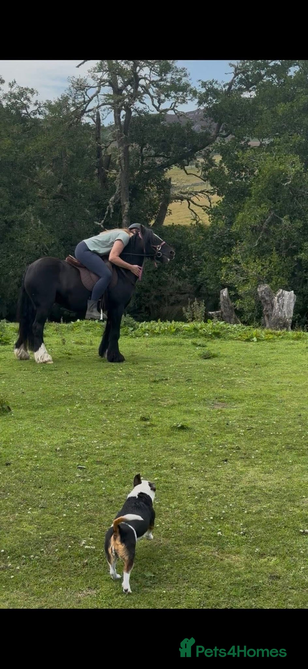 Welsh Section B horses for sale: Welsh pony for sale  - Image 4