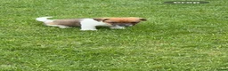 Jack Russell dogs for sale: Jack Russell Puppies  - Advert 9
