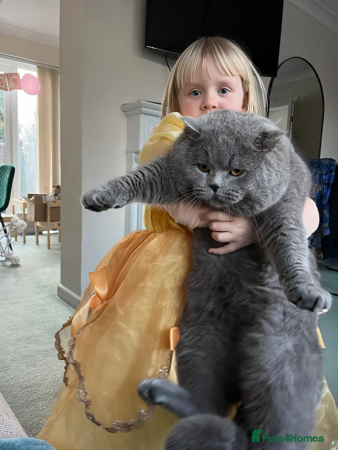 British Shorthair cats for stud: British Shorthair for stud service - Advert 2