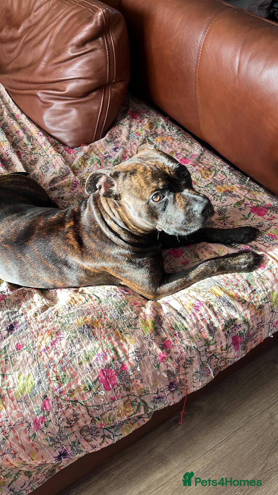 Staffordshire Bull Terrier dogs 1 Year old Staffordshire Bull Terrier  - Advert 2