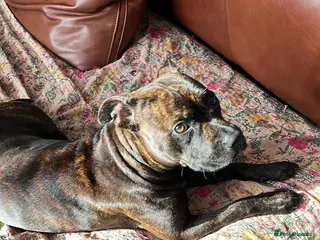 Staffordshire Bull Terrier dogs 1 Year old Staffordshire Bull Terrier - Advert 2