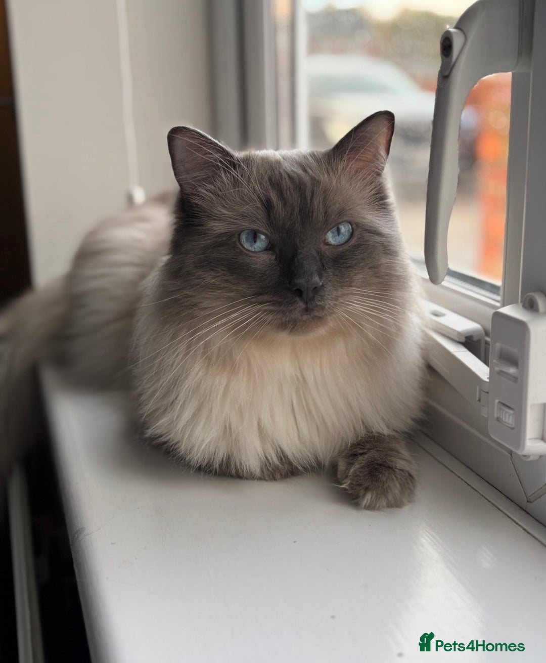 Ragdoll cats for sale: Blue point Ragdoll kittens  - Advert 5