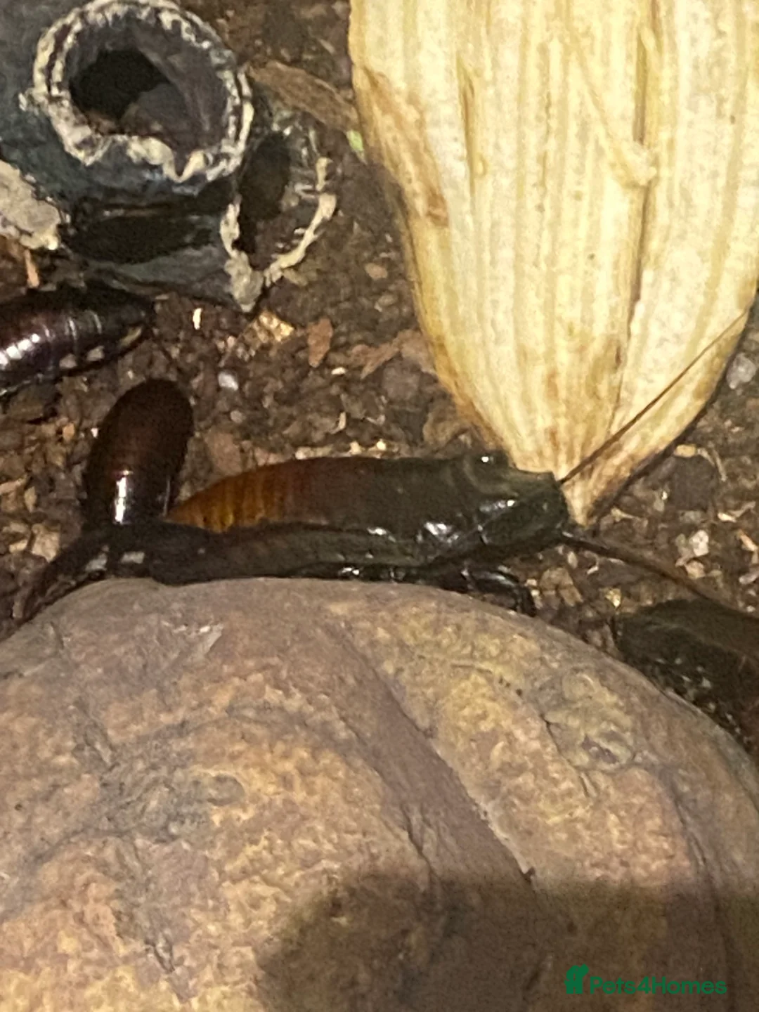 Mixed Breed reptiles for sale: Madagascan Hissing Cockroaches (Adults and Babies) in Cambridge - Advert 3