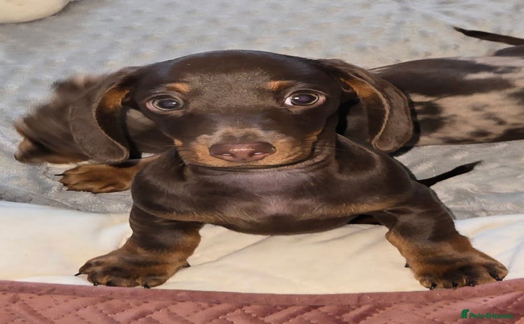 Dachshund dogs - Advert 3
