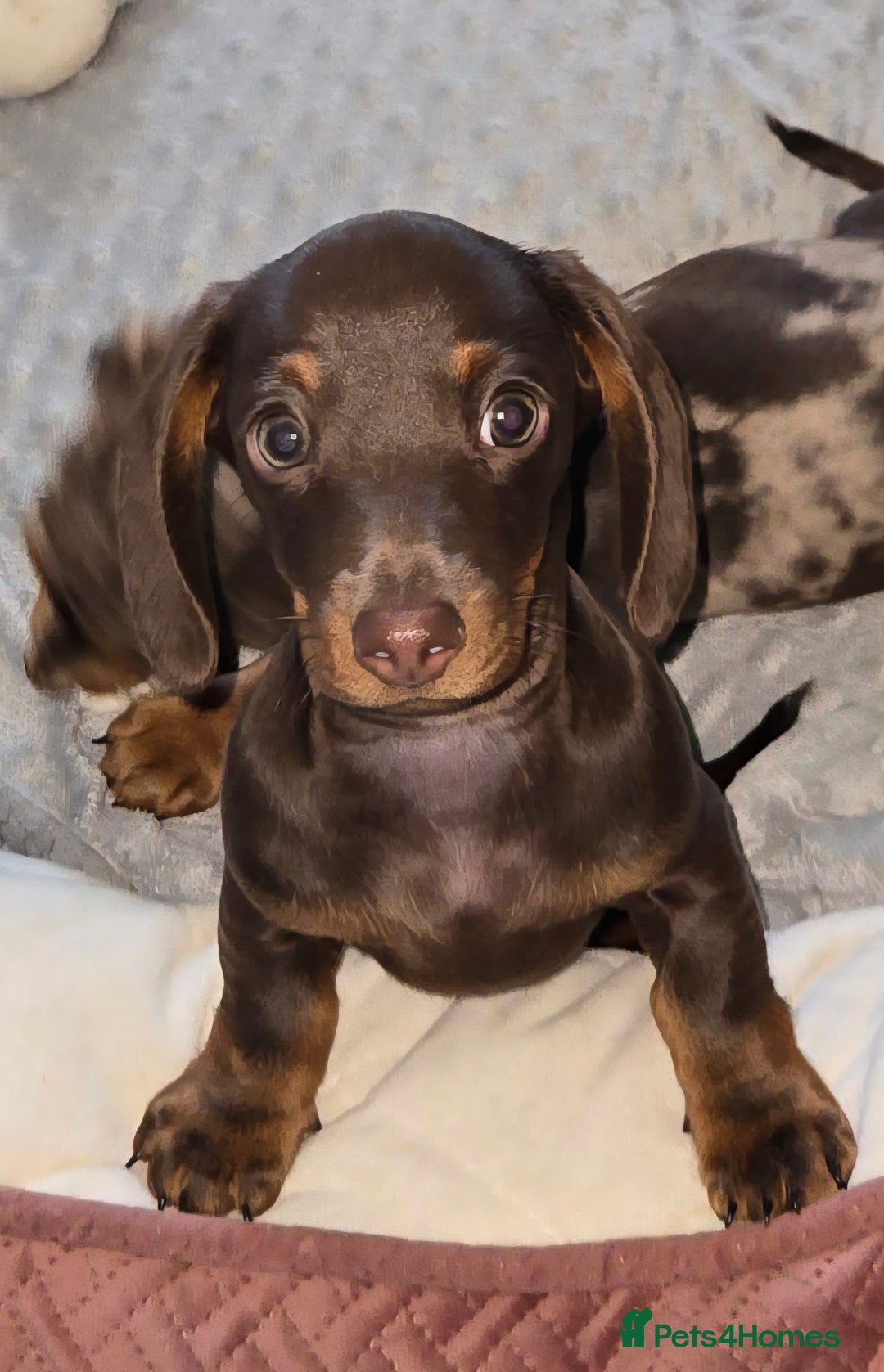 Dachshund dogs for sale: Miniture smooth haired dachshund - Image 1