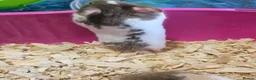 Hamster rodents for sale: Gorgeous Syrian hamsters  - Advert 8