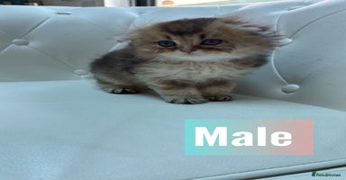 Scottish Fold cats - Advert 14