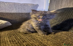 Mixed Breed cats for sale: 2 beautiful babies  - Image 4