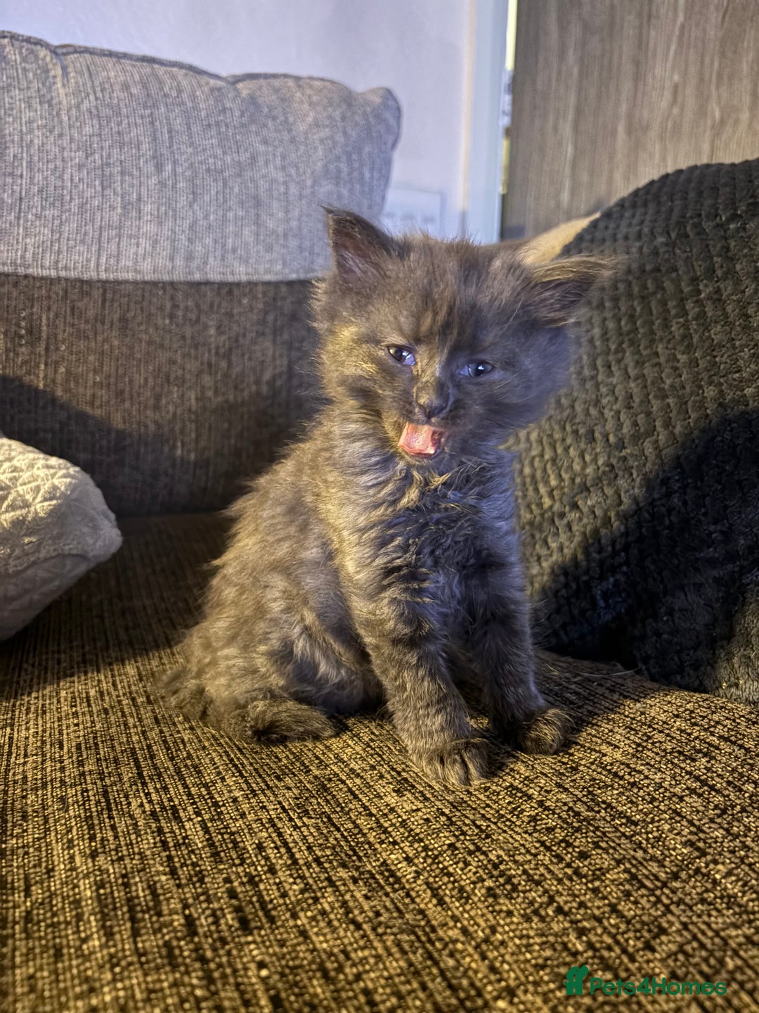 Mixed Breed cats for sale: 2 beautiful babies  - Image 4