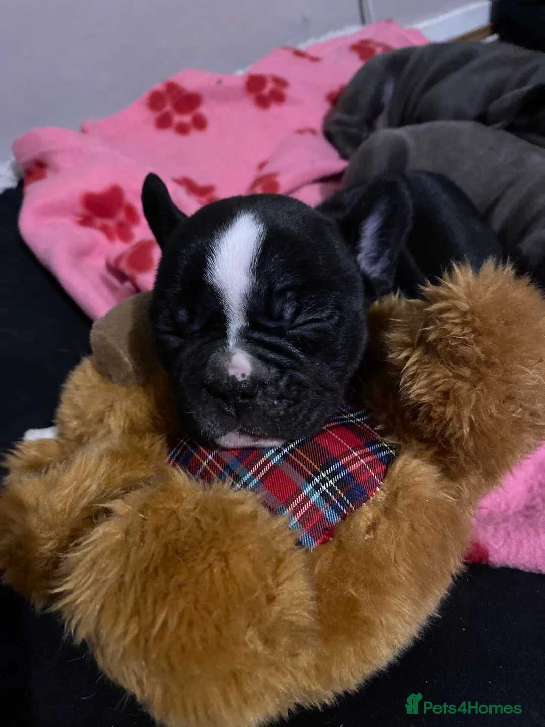 French Bulldog dogs for sale: 3 French bulldog puppies  - Advert 7