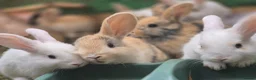 Mixed Breed rabbits for sale: 3 male Lionxlop buns very playful, well handled - Advert 5
