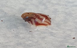 Snails invertebrates for sale: Giant African Land Snail babies - Image 2