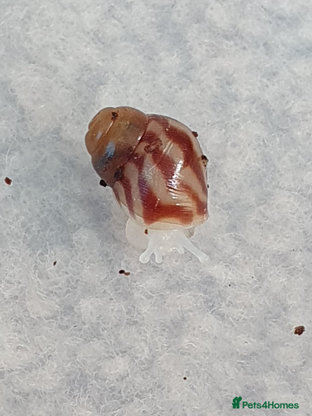 Snails invertebrates for sale: Giant African Land Snail babies - Image 2