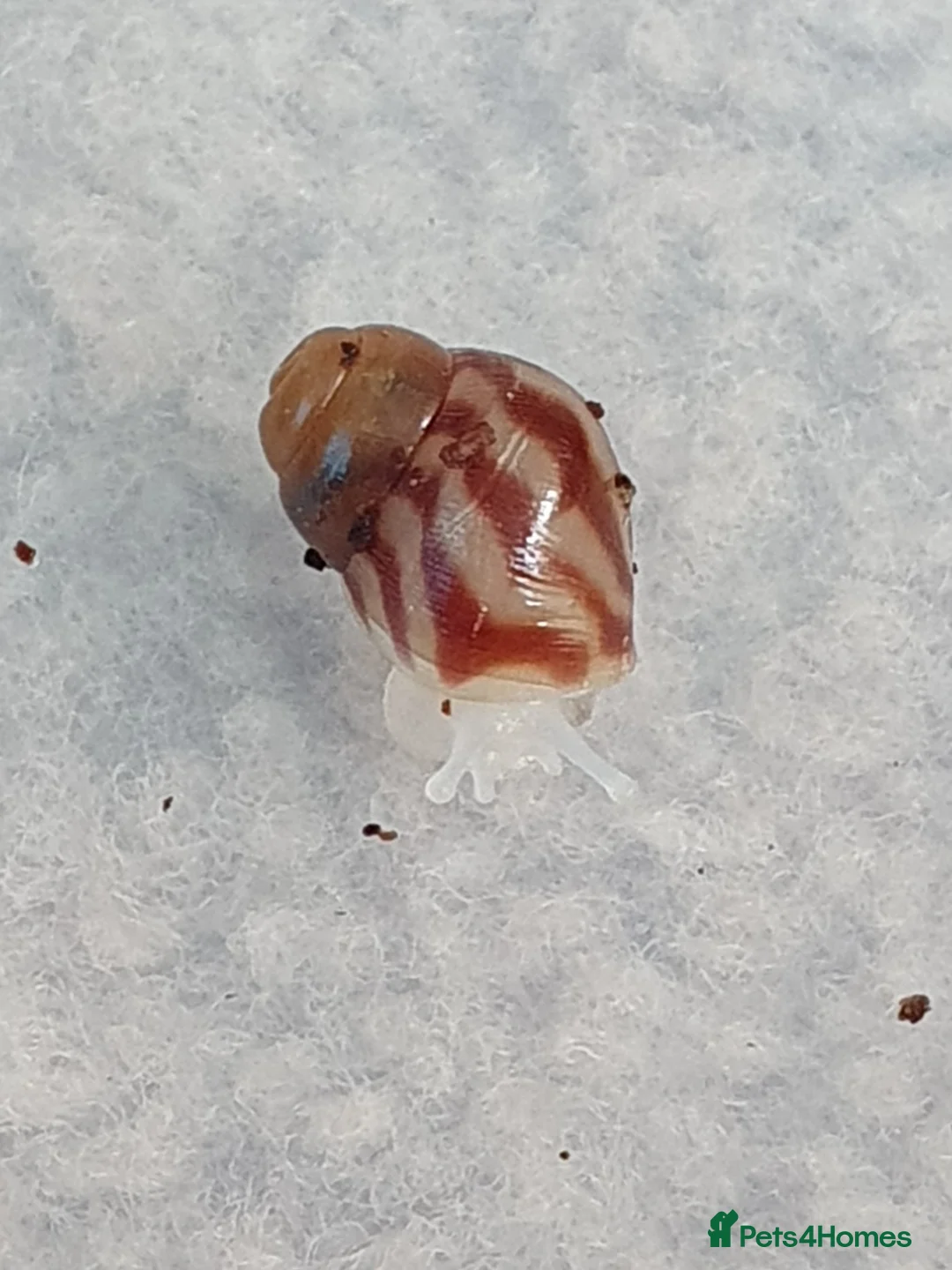 Snails invertebrates for sale: Giant African Land Snail babies - Advert 2