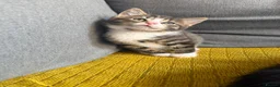 Mixed Breed cats for sale: Friendly kittens  - Advert 10
