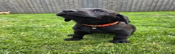 Labrador Retriever dogs for sale: *1 Girl left*Ready to Leave* KC Mam & Dad at home - Advert 31