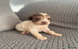 Cockapoo dogs for sale: F1 Cockapoo puppies  - Image 20