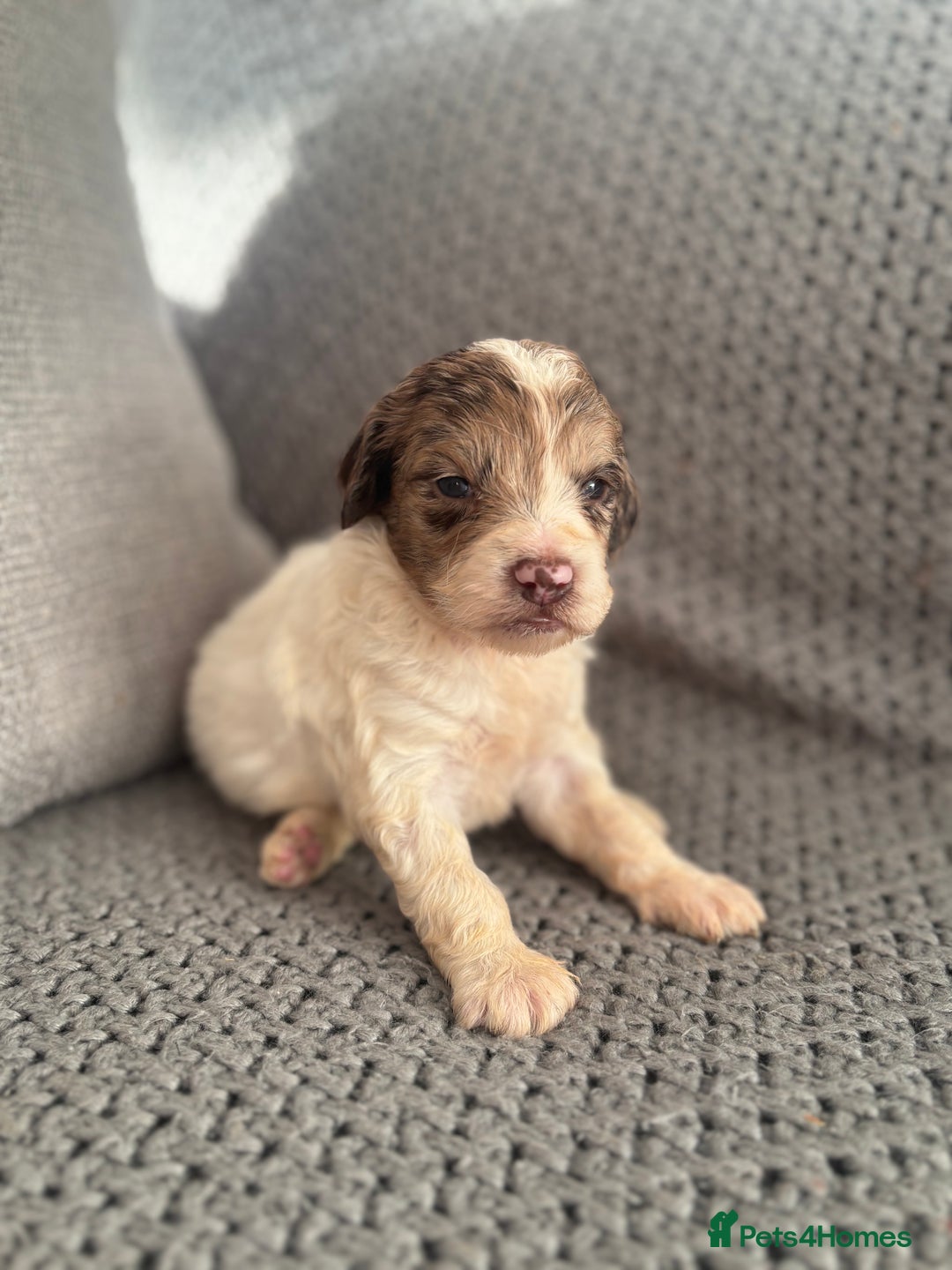 Cockapoo dogs for sale: F1 Cockapoo puppies  - Image 20