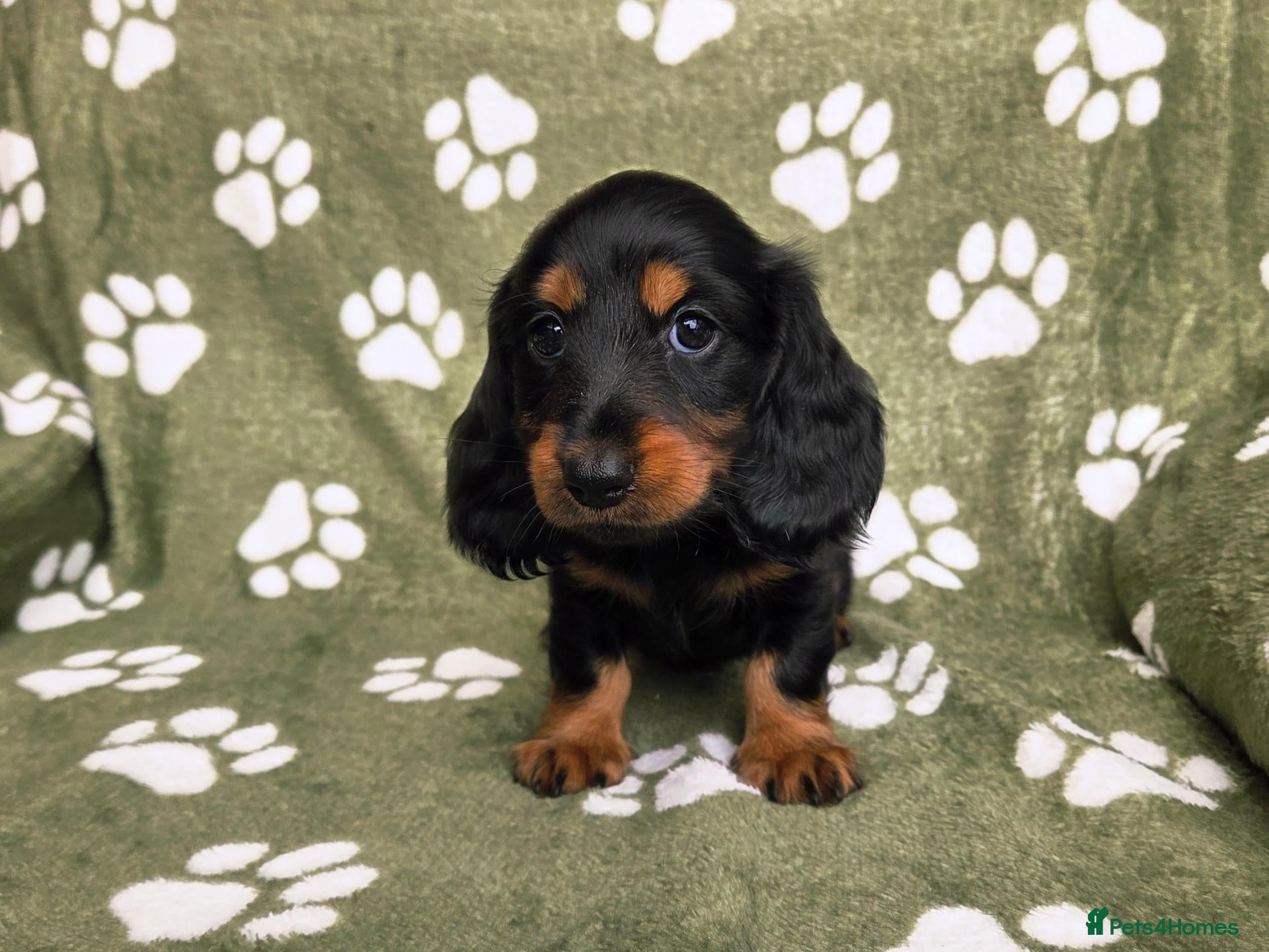 Miniature Dachshund dogs KC Registered Longhaired Girl. Ready This Weekend! - Advert 2
