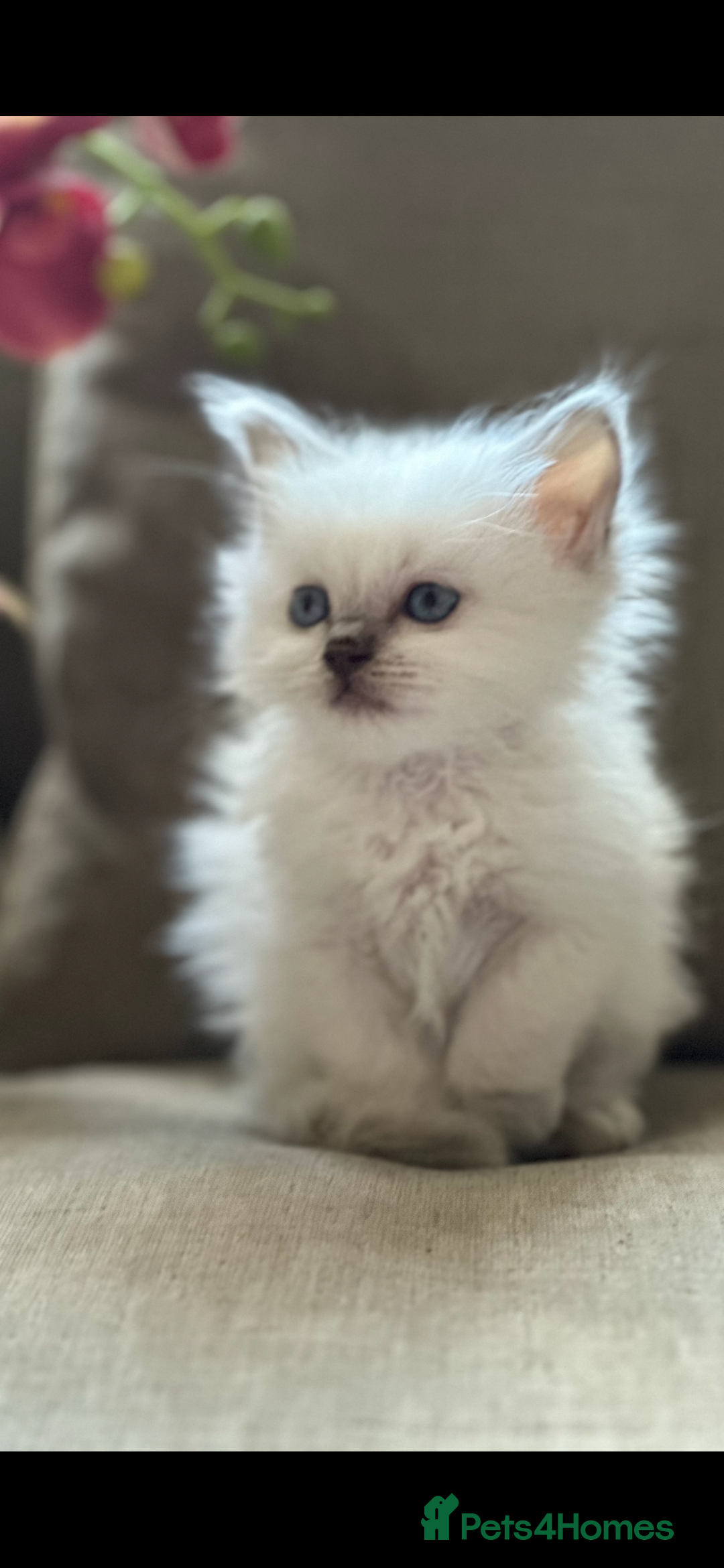 Ragdoll cats for sale: 🎀🦋 Stunning GCCF reg Kittens 🦋🎀 - Advert 15