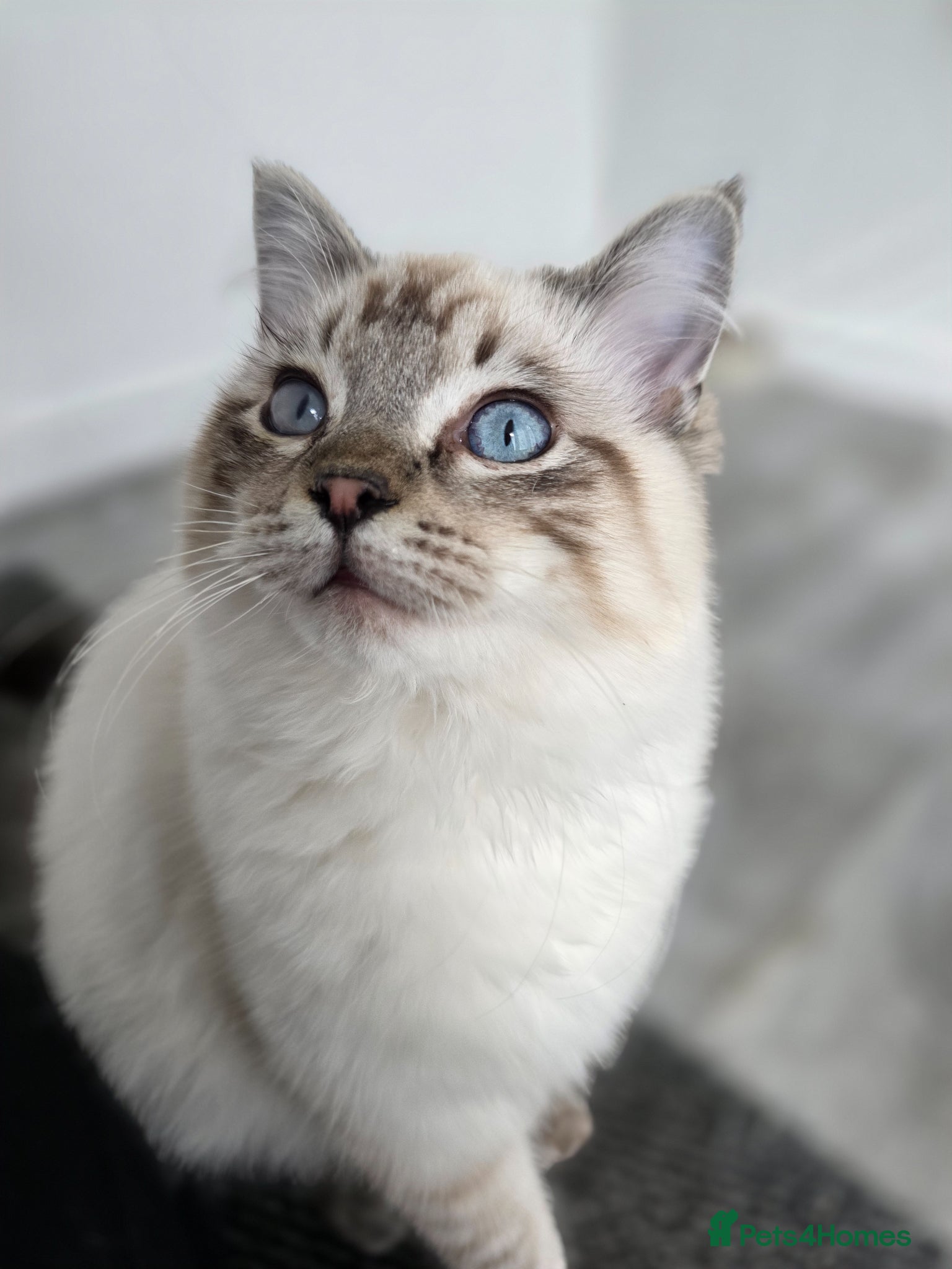 Ragdoll cats Beautiful Ragdol Kittens, dog friendly, 2 BOYS  - Advert 1