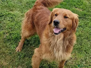 Golden Retriever dogs for stud: KC GOLDEN RETRIEVER HEALTH TESTED STUD in Carmarthen - Advert 4